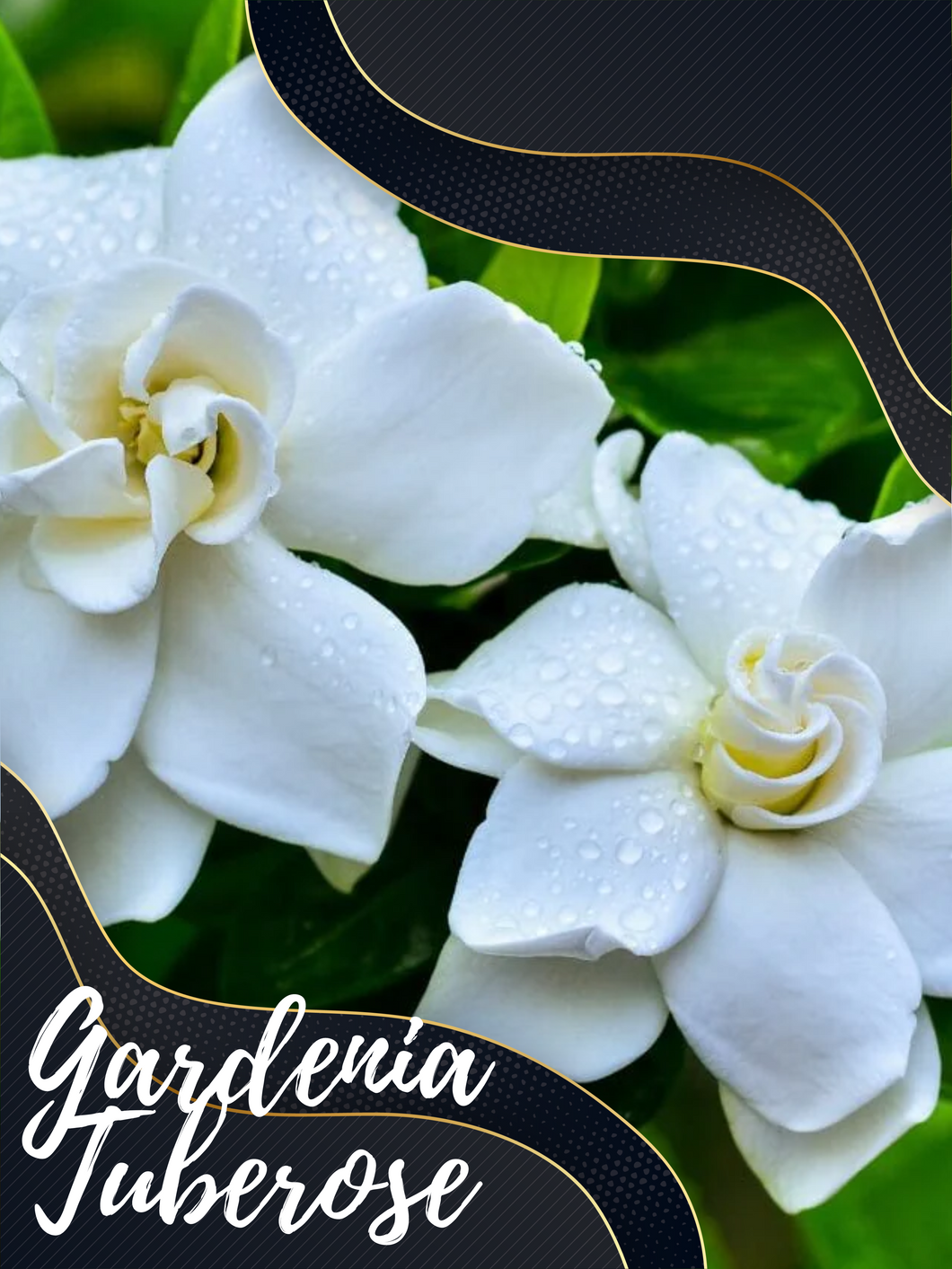 Gardenia Tuberose (Wax Melts)