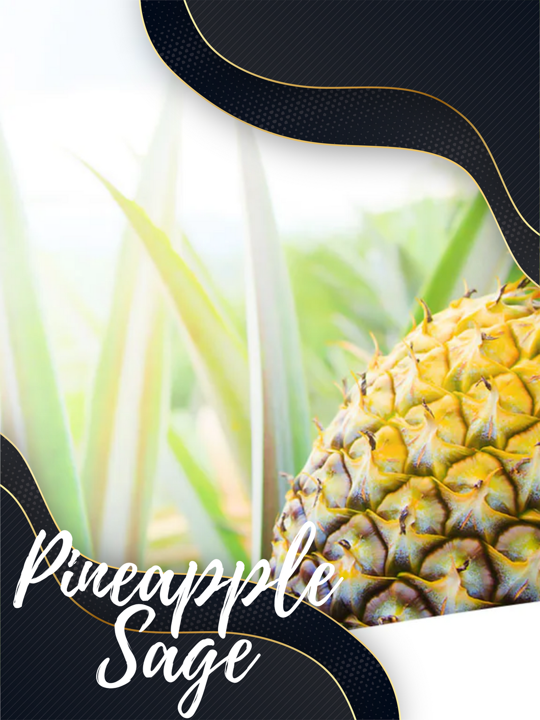 Pineapple Sage